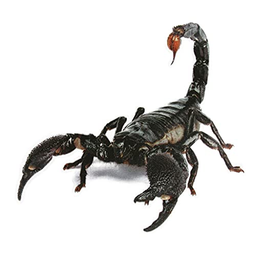 3D lebensechte Skorpion Auto Aufkleber Simulation Reptil Auto Stickers1 Pcs praktisch und beliebt Nettes Design von U-K