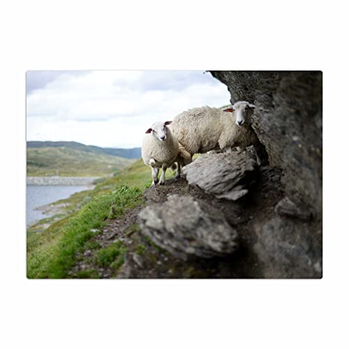 Vero Home 15772 Glas-Schneidebrett | Motiv Tierwelt Schaf | rutschfest, kratzfest und lebensmittelecht | Maße: 39 x 29 cm von VERO HOME
