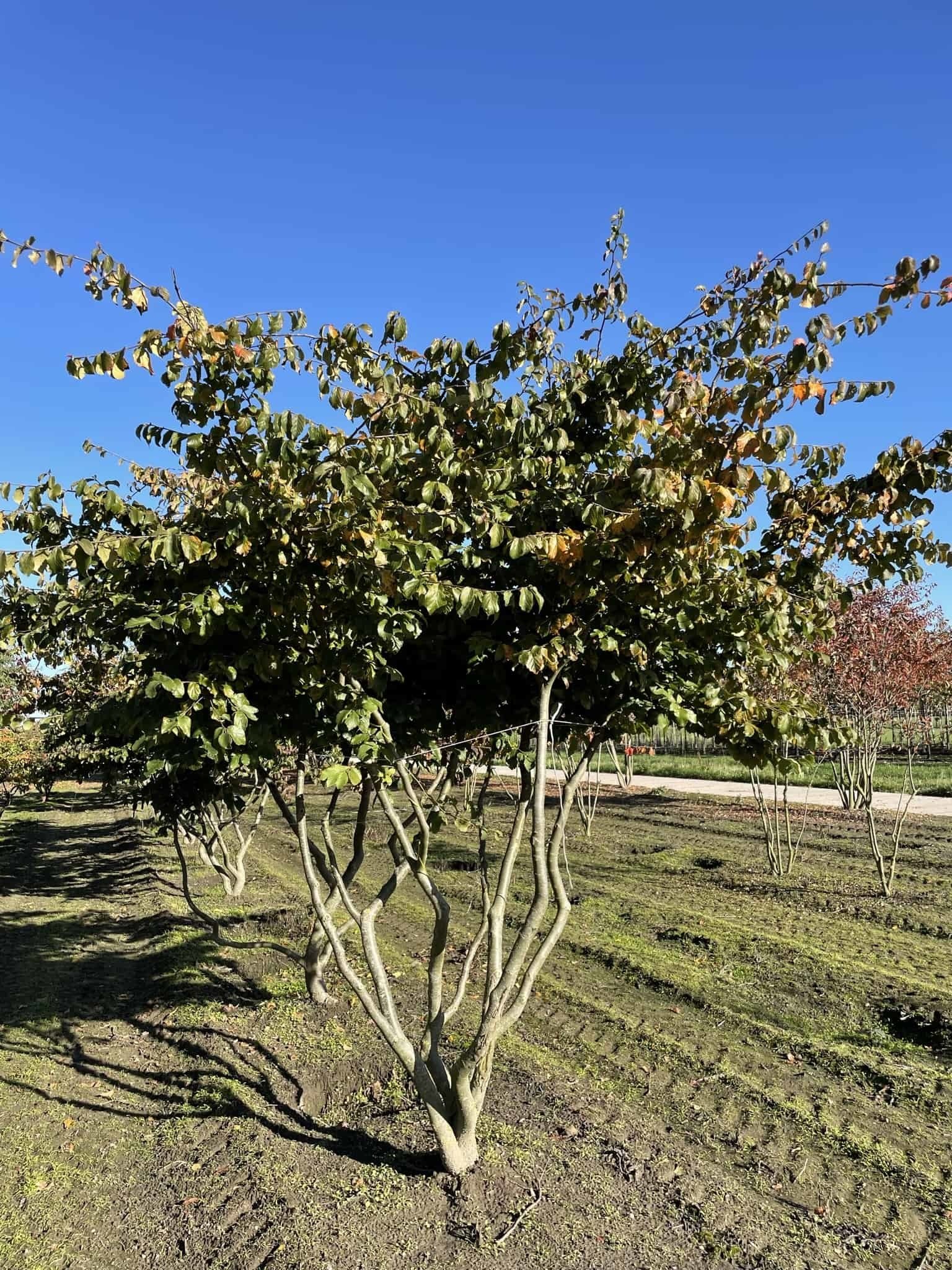 Eisenholzbaum 'Bella' - Mehrstämmig | Parrotia persica 'Bella' Eisenholzbaum - Mehrstämmig | Parrotia persica - Copy von Venovi GmbH