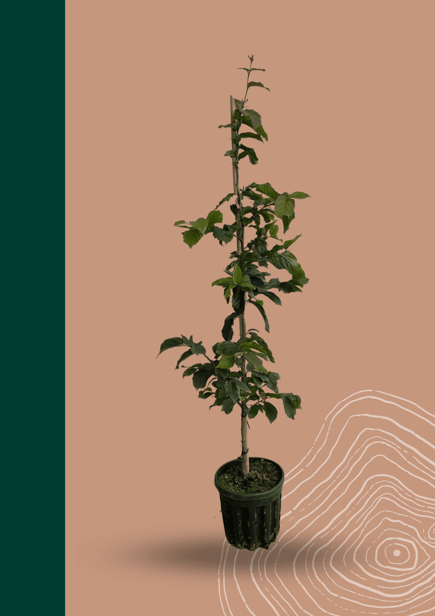 Kleiner Eisenholzbaum 'Bella' | Parrotia persica 'Bella' von Venovi GmbH