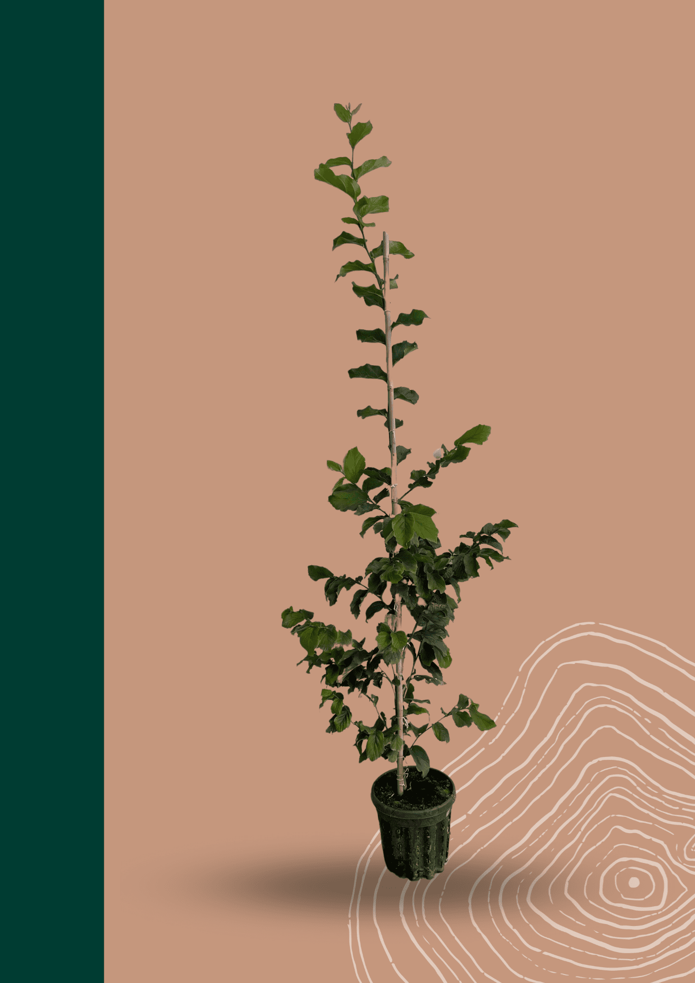 Kleiner Eisenholzbaum | Parrotia persica von Venovi GmbH