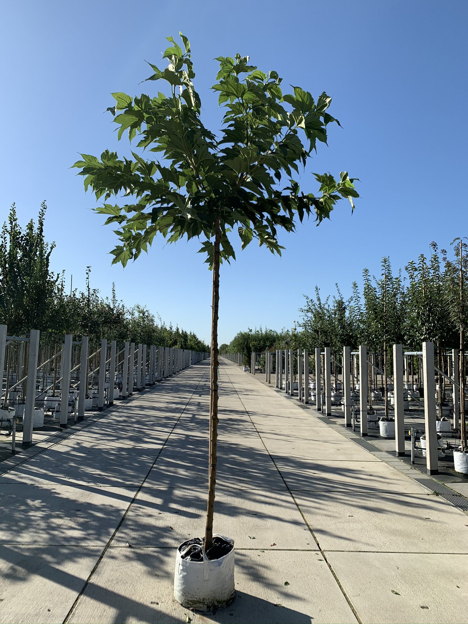 Platanenblättriger Maulbeerbaum 'Platanifolia' | Morus alba 'Platanifolia' von Venovi GmbH