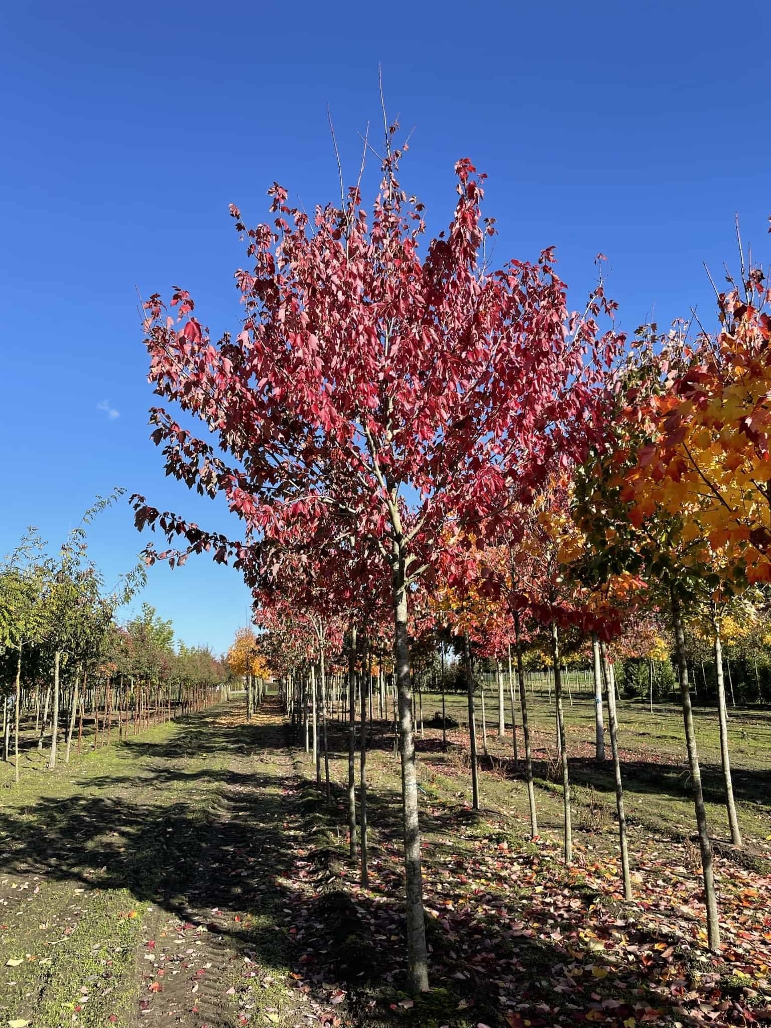 Rot-Ahorn 'Red Sunset' | Acer rubrum 'Red Sunset' von Venovi GmbH