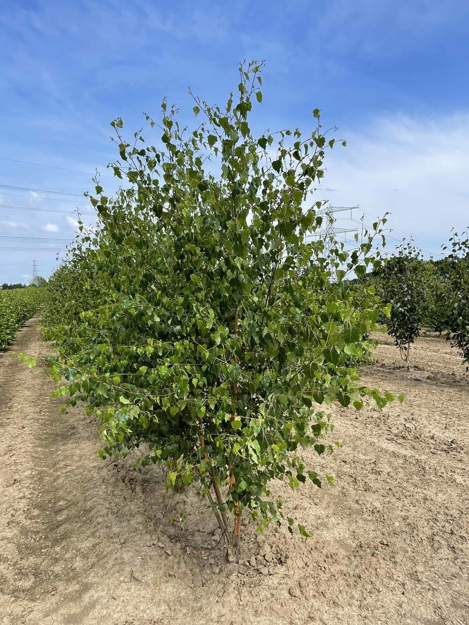 Sandbirke - Weißbirke - Mehrstämmig | Betula pendula von Venovi GmbH