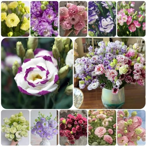 150 pcs eustoma pflanzen samen - dachbegrünung Eustoma grandiflorum,lisianthus wildblumensamen bienenwiese saatgut kräutergarten geschenk blumenwiese samen blumenwiese samen mehrjährig von WJKWY-Q