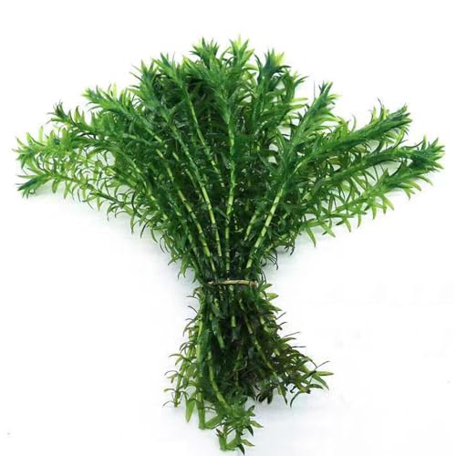 20 pcs Wasserpest winterhart samen - teichpflanzen winterhart,Egeria Densa,Wasserpflanzen aquarium pflanzen, bonsai topf balkonpflanzen balkonpflanzen winterhart steingartenpflanzen von WJKWY-Q