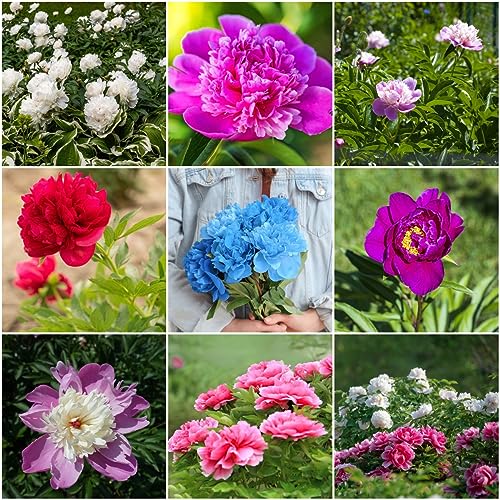 25 pcs pfingstrosen pflanzen winterhart samen - ausgefallene geschenke dachbegrünung pfingstrose,Paeonia suffruticosa, gartensamen balkonpflanzen winterhart sommerblumen samen wildblumensamen von WJKWY-Q