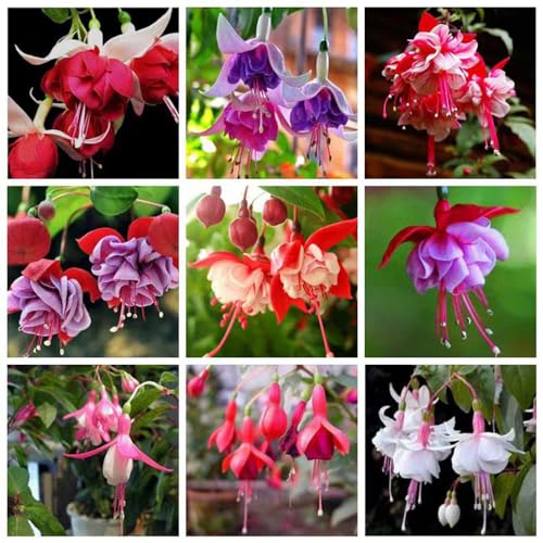 500 pcs Fuchsien winterhart samen - flower winterfeste pflanzen für garten Fuchsia hybrida,Fuchsiensamen hochbeete für garten kräutergarten geschenk blumenwiese samen kleine geschenke von WJKWY-Q