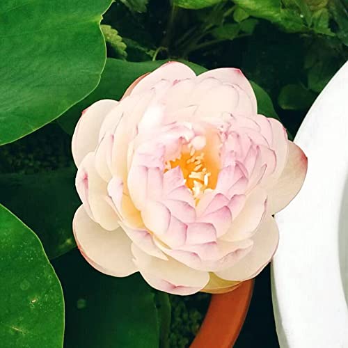 Lotus Samen Lotussamen Bonsai Seerose - Hydroponic Seltene Pflanzen Serie - Garten Pflanzen Winterharte KüBelpflanzen Blumenwiese Samen MehrjäHrig Winterhart Pflanze Blumensamen MehrjäHrig 100Stück von WJKWY-Q