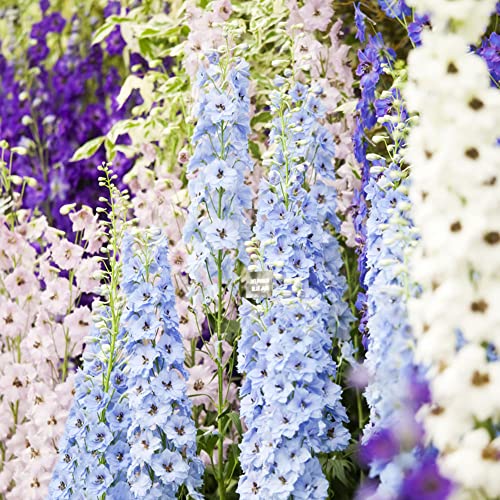 Rittersporn Winterhart MehrjäHrig Delphinium Samen - Seltene Pflanzen Serie - Geschenke FüR Gartenliebhaber Mix Blumen Indoor Garten Blumenwiese Gartenpflanzen Gartengeschenke 500Stück von WJKWY-Q