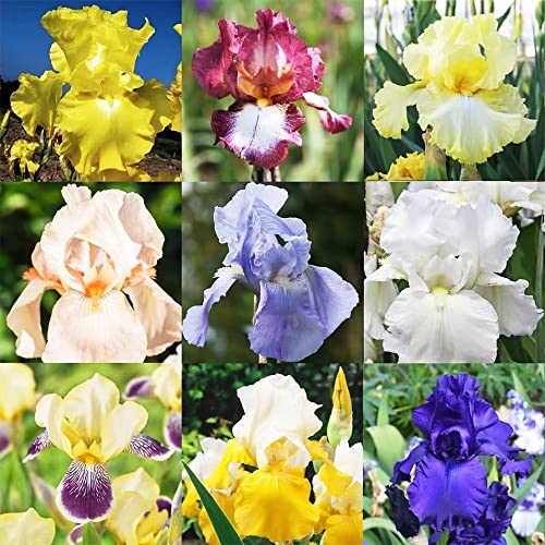 Schwertlilien Zwiebeln Winterhart MehrjäHrig - Seltene Pflanzen Serie - Schwertlilie Knollen Stauden Blumenzwiebeln Flowers Garten Geschenk Balkon Deko Blumen Pflanztopf Exotische Iris 8Stück von WJKWY-Q