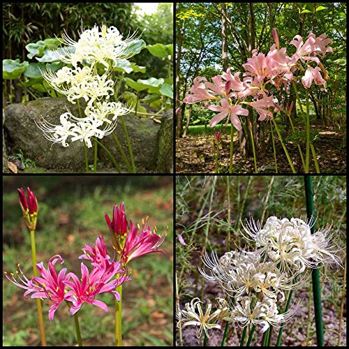 Spinnenlilie Zwiebeln Blumen Stauden Blumenzwiebeln Mix MehrjäHrig Winterhart Balkonblumen Bodendecker Lycoris Radiata Winterharte KüBelpflanzen Geschenk KräUtergarten Zimmerpflanzen 4stück von WJKWY-Q