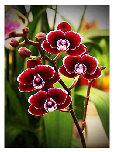 Wowdecor DIY Malen nach Zahlen Kits Geschenk für Erwachsene Kinder, Malen nach Zahlen Home Haus Dekor - Rot Schmetterling Orchidee 40 x 50 cm ohne Rahmen von WOWDECOR