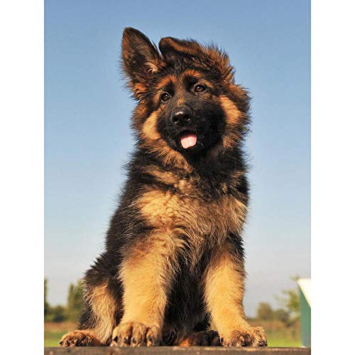 Wee Blue Coo Puppy German Shepherd Alsatian Art Print Poster Wall Decor Kunstdruck Poster Wand-Dekor-12X16 Zoll von Wee Blue Coo