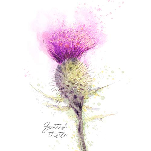 Wee Blue Coo Scottish Thistle Flower Head Watercolour Scotland Large Art Print Poster Wall Decor 18x24 inch von Wee Blue Coo