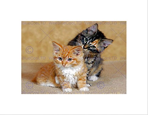 Two Kittens Baby Cats Portrait Black Frame Framed Art Print Picture B12X9114 von Wee Blue Coo
