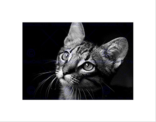 Wee Blue Coo Wandkunstdruck, Motiv: Katze, Schwarz / Weiß von Wee Blue Coo