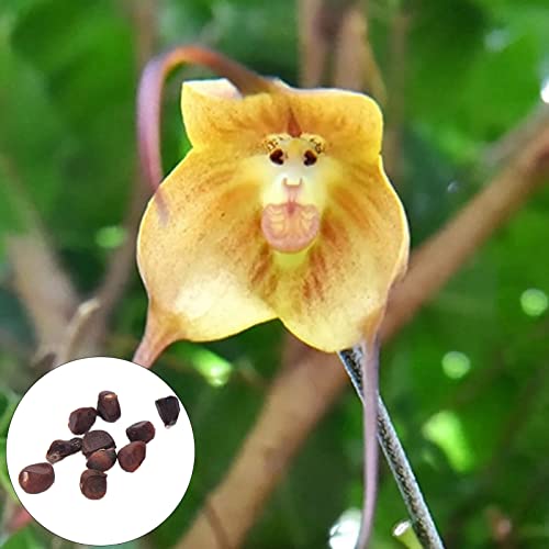 Affe Gesicht Orchideensamen 50 stücke Affe Gesicht Orchidee Samen blühen Flooring Compact Dekorative Landschaftsgestaltung Fantasie Pflanzensamen Yard Supplies Gelb von Wilitto