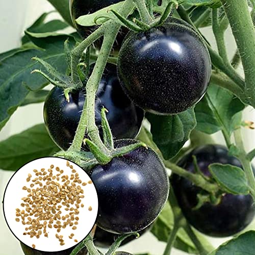 Tomatensamen 100 stücke Tomatensamen Kreative Neuheit Black Sunshine Bevorzugen Sie leckere Pflanzensamen Gartenbedarf Schwarz von Wilitto