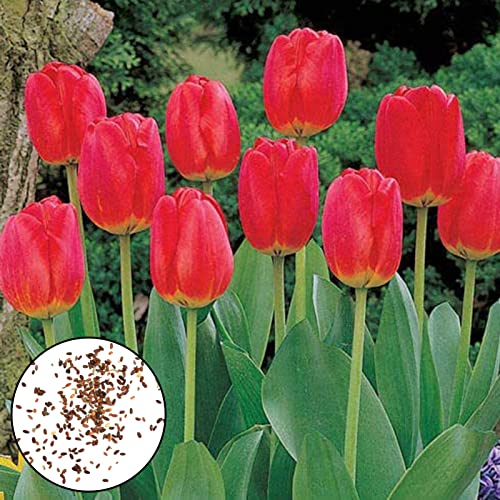 Tulpen samen 200 Stück Blumen samen produktive einfach zu keimende attraktive Landschafts gestaltung gemischte Tulpen samen für zu Hause Rot von Wilitto