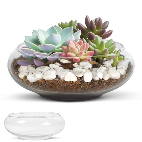 Winter Shore Terrarium Pflanzen (2er-Pack) - Mittelgroßes & Großes Terrarium Glas mit Breiter Öffnung für Sukkulenten, Zimmerpflanzen, Kieselsteine - Durchsichtiges Dekoratives Hydrokultur Glas von Winter Shore