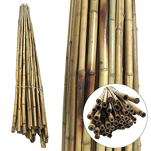 WoodBi Tonkinstäbe Bambusstäbe Bambusrohr - Kletterhilfe für Pflanzen - Rankhilfe Bambus (106cm x Ø 15-17 mm) (10) von WoodBi