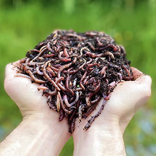 WormBox 1,000 STK. Kompostwürmer (500g) | Regenwürmer Eisenia, kompostieren Sie Ihren organischen Abfall - Für Vermicomposter/Komposter/Garten von WormBox