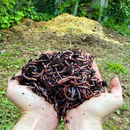 10,000 STK. Kompostwürmer (5kg) | Regenwürmer Eisenia, Würmer in Ihren Garten oder Gemüsebeet einführen/hinzufügen, sehr schnelle Vermehrung von WormBox