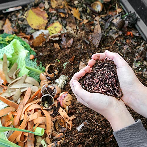 4,000 STK. Kompostwürmer (2kg) | Regenwürmer Eisenia, Würmer in Ihren Garten oder Gemüsebeet einführen/hinzufügen, sehr schnelle Vermehrung von WormBox