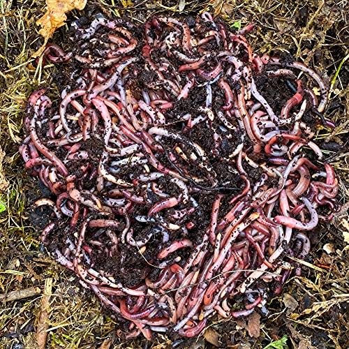 WormBox 2,000 STK. Kompostwürmer (1kg) | Regenwürmer Eisenia, kompostieren Sie Ihren organischen Abfall - Für Vermicomposter/Komposter/Garten von WormBox