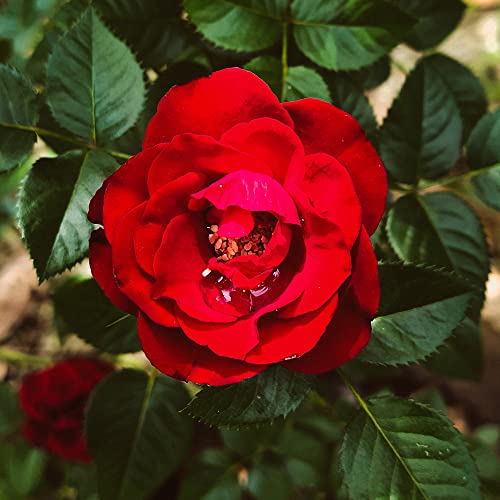 Exotische Rot Rose Blumen Samen Nostalgie Rosen Winterhart MehrjäHrig Duftend Blumensamen Gastgeschenk Winterharte Pflanzen FüR Garten Blumenwiese Mehrfach BlüHend KüBelpflanzen 200 Seeds von XHLKD-Y