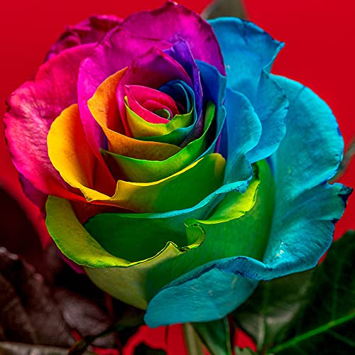 XHLKD-Y Exotische Regenbogen Rose Blumen Samen Nostalgie Rosen Winterhart MehrjäHrig Duftend Blumensamen Pflanzen FüR Garten Blumenwiese Mehrfach BlüHend KüBelpflanzen 200 Seeds, Mehrfarbig von XHLKD-Y