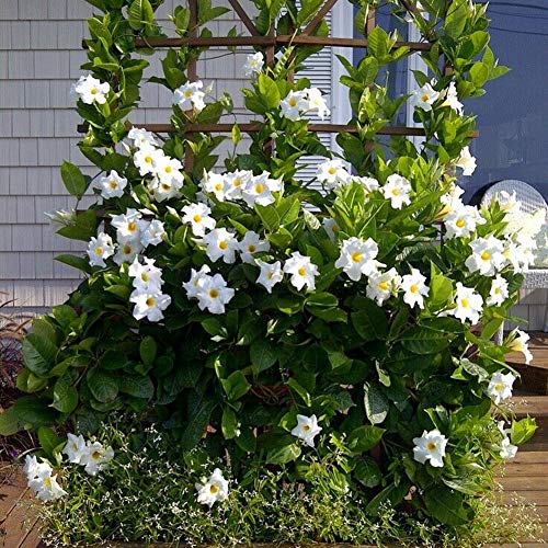 100 Stück Klettern Mandevilla Sanderi Samen Bonsai Mehrjährige Topfheckenpflanze Weiß Mandevilla Sanderi Samen von XQxiqi689sy