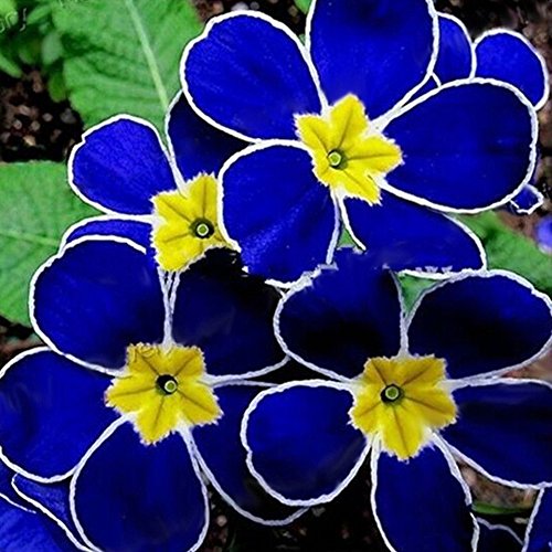 100 Stück Seltene Blaue Nachtkerzensamen Einfach Zu Züchten Garten Dekorative Pflanzen Blumen von XQxiqi689sy