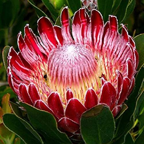 Protea Cynaroides Samen, 20Pcs / Beutel sugarbushes Samen Evergreen Fantastische rote Südseitiges Bonsai Garten-Blumen-Samen für die ideale Outdoor-Garten Geschenk von XdiseD9Xsmao