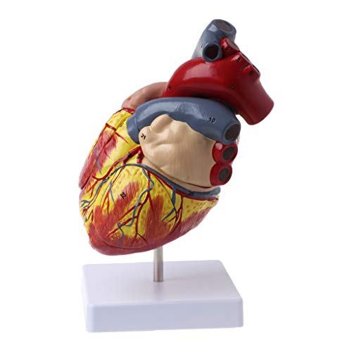 Yanhonin Anatomie Human – Herz in 2 Teilen – 1:1 Medizinisches Modell mit menschlichem Herz, Viskalischer Anatomie von Yanhonin