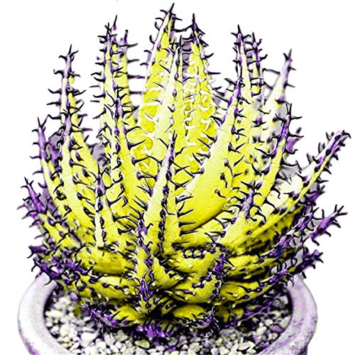 Samen für Gartenarbeit, 100 Stück bunte Aloe Vera Sukkulenten Kräuterbonsai Balkon Garten Pflanzen Dekor – gelbe Aloe Vera Samen von ZHOUBAA