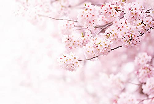 Fototapete Kirschblüten Natur Baum Frühling Schlafzimmer Wohnzimmer | 3,84 m x 2,6 m | Rosa, Weiß von awallo