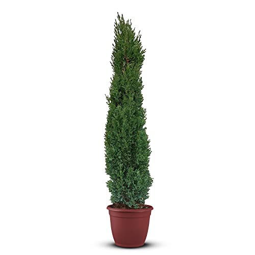 Tropictrees | Zypresse winterhart | Italienische Zypresse mit Einer Höhe von 160 cm | Outdoor Pflanze | Toskana Zypresse winterhart mit Nicht essbaren Früchten von Tropictrees