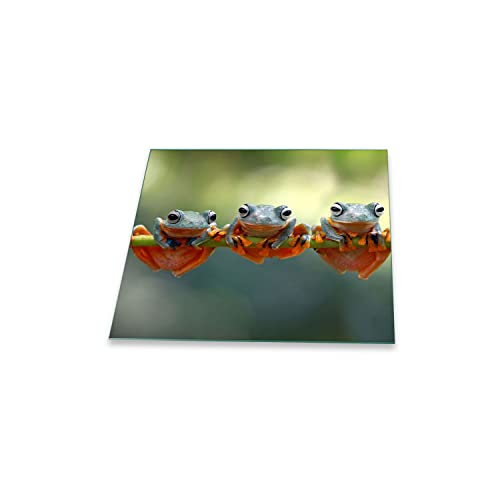 Herdabdeckplatte Ceranfeld 1 teilig 60x52 Frosch Grün Kochplatten Glas Induktion von decorwelt