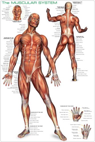 Educational - Bildung Muskelsystem des Menschen - Muscular System Bildungsposter Plakat Druck - Maxiposter Version in Englisch - Grösse 61x91,5 cm von empireposter