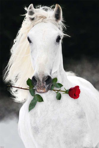 empireposter - Pferde - Lipizzaner mit Rose - Größe (cm), ca. 61x91,5 - Poster, NEU - von empireposter