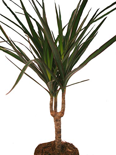 Exotenherz - Drachenbaum - Dracaena marginata - 1 Pflanze - pflegeleichte Zimmerpflanze - Palme von exotenherz