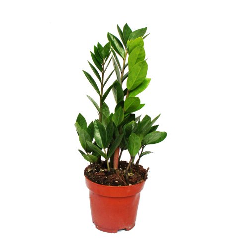 Exotenherz - Zamioculcas zamiifolia - Zamio Palme - Zamio Farn 12cm Topf von exotenherz