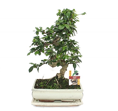 Exotenherz - Bonsai Fukientee - Carmona microphylla - ca. 10 Jahre von exotenherz