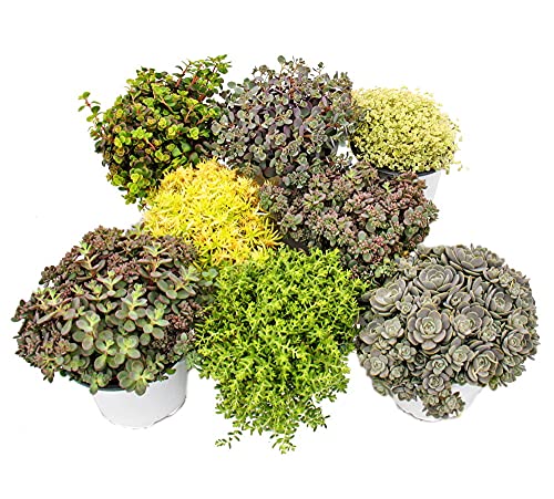 Exotenherz - 8 Winterharte Sedum-Pflanzen - Fetthenne - abwechslungsreiches Farbspiel von exotenherz