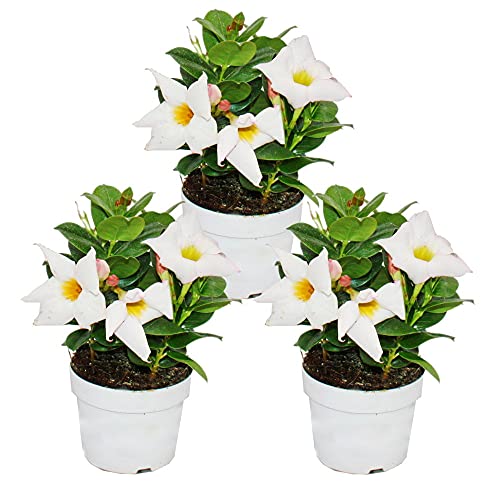 Exotenherz - Dipladenia - Chilenischer Jasmin - 10cm Topf - Set mit 3 Pflanzen - weiss von exotenherz