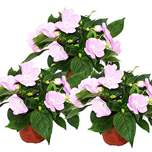 Exotenherz - Edel-Lieschen - Impatiens Neu-Guinea - 12cm Topf - Set mit 3 Pflanzen - Zartes Violett von exotenherz