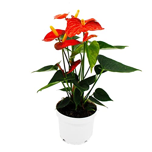 Exotenherz - Flamingoblume - Anthurium andreanum - Anthurie - 12cm Topf - "Orange Champion" von exotenherz