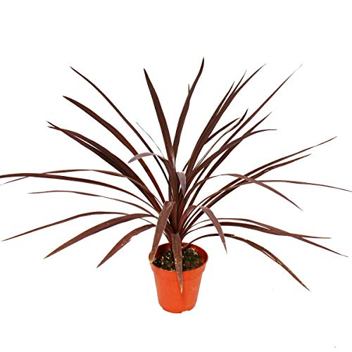 Exotenherz - Rote Keulenlilie - Cordyline australis "Red Star" - 12cm Topf - ca. 50cm hoch von exotenherz